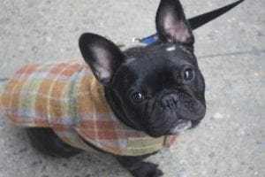 This is Ralphy in a wooll tartan coat.
