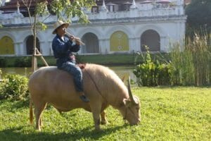 Chu playing the flute on his water buffalo below the breakfast balcony at the Dhara Dhevi Hotel