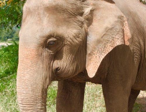 Elephants saved from illegal logging